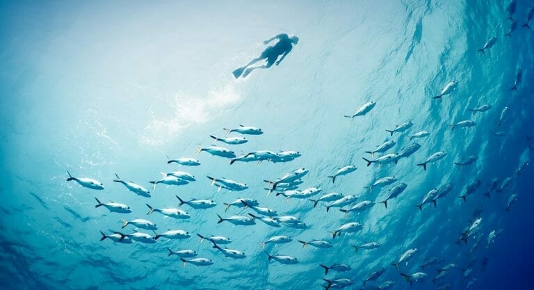 Snorkelling with Aquatic Creatures at The Nautilus Maldives 