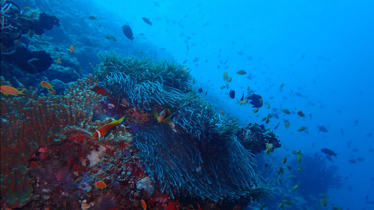 Vibrant marine life and coral at The Nautilus Maldives