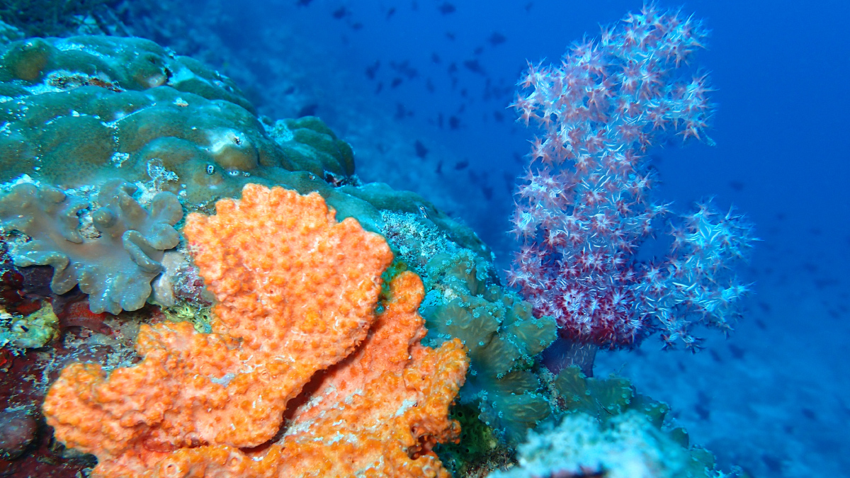 Vibrant marine life and coral at The Nautilus Maldives