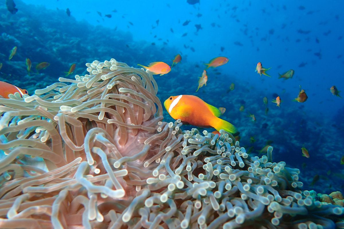 Vibrant marine life and coral at The Nautilus Maldives