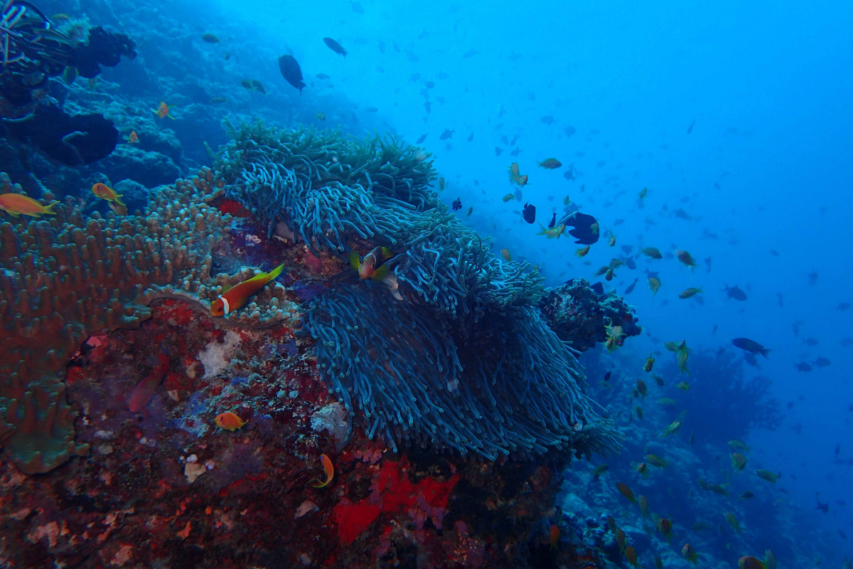 Colourful underwater corals and fish at The Nautilus