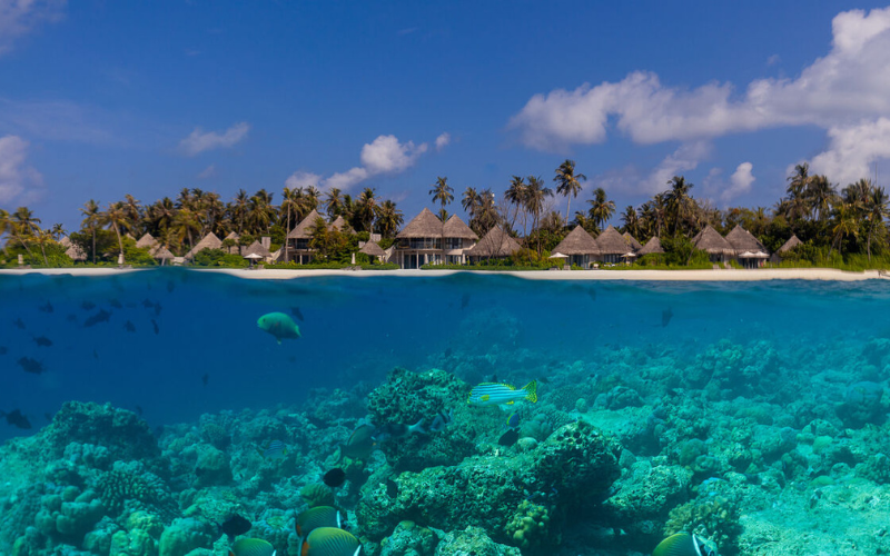 Split shot of vibrant marine life and coral and The Nautilus Maldives