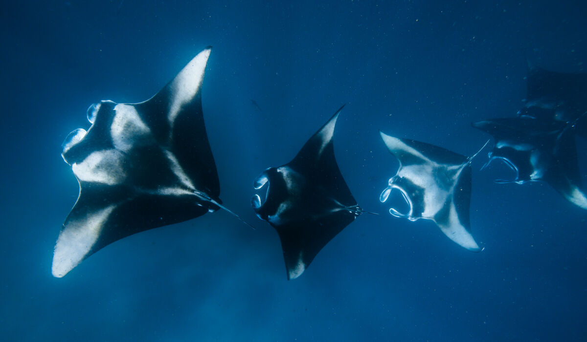 Four manta rays at Hanifaru Bay in Baa Atoll, Maldives