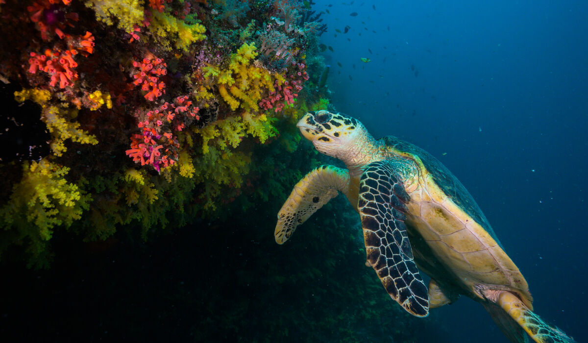 Turtle underwater at The Nautilus Maldives