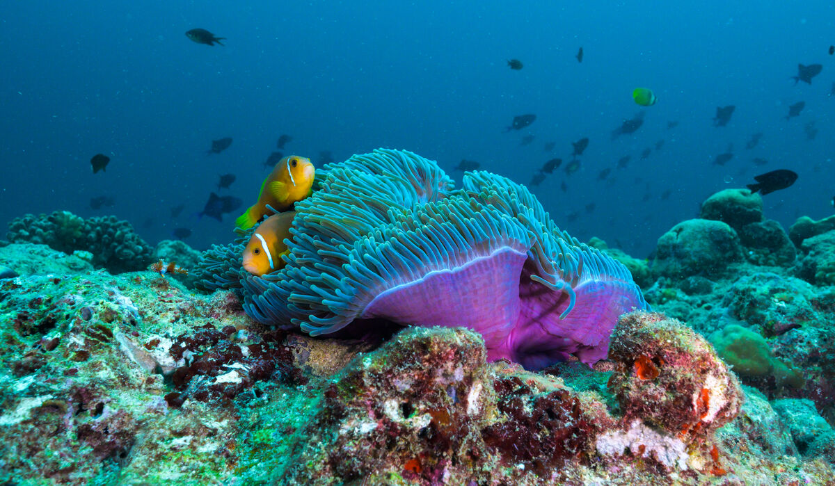 Coral underwater at The Nautilus Maldives